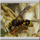 Ancistrocerus nigricornis - Lehmwespe 05.jpg